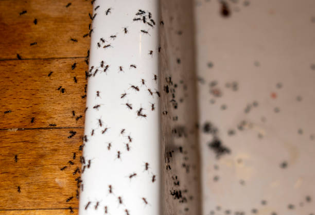 Pest Control for Restaurants in Mexia, TX